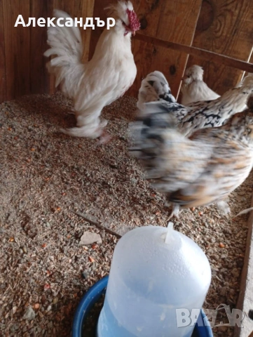 Струмски Бантам, снимка 2 - Кокошки и пуйки - 53229659