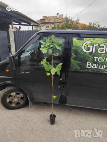 Лирово дърво (Liriodendron), снимка 8 - Разсади - 49395150