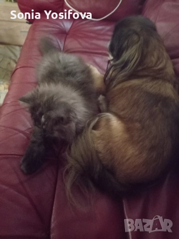 персийско коте продавам , снимка 4 - Други - 52727071