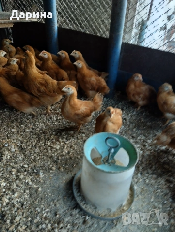 Пилета Ню Хемпшир