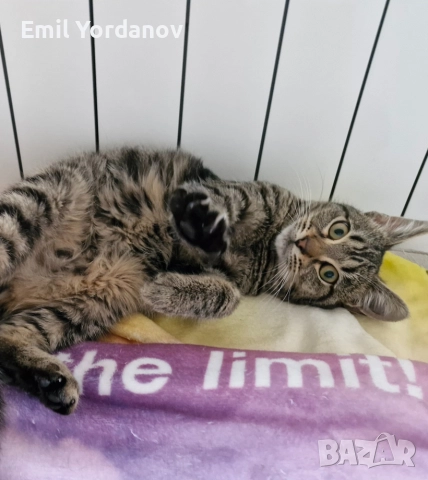 СПЕШНО! Мъжко котенце на около 5 месеца, снимка 5 - Други - 52695271