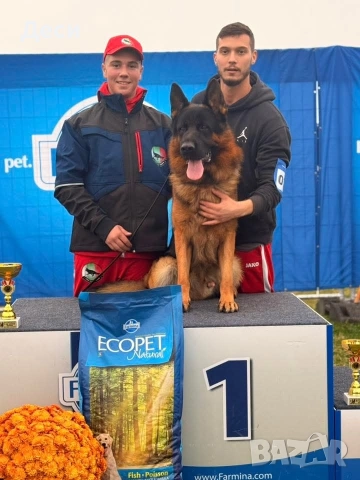 немско овчарско куче, снимка 8 - Немска овчарка - 52870357