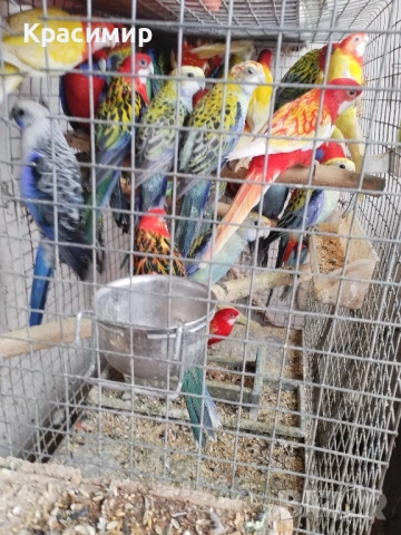различни видове птици , снимка 9 - Папагали - 52253904