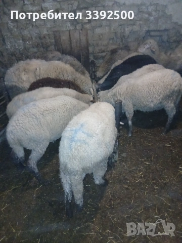 Мъжки Шилета, снимка 4 - Овце - 53296701