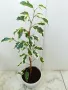 Аглаонема, Бенджамин и други стайни растения , снимка 9