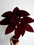 Колеус, coleus black dragon, снимка 3