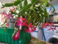 Продавам лилава триъгълна детелина и цвете коледниче  , снимка 1 - Стайни растения - 39067783