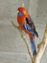 Продавам папагал пенантова розела, снимка 5