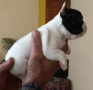Френски булдог/малки кученца , снимка 9