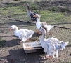 Къдрави гъски , снимка 4