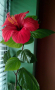 Китайска роза червена , снимка 1 - Стайни растения - 44860521