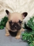 Френски булдог - бебета, снимка 5
