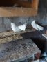 Гълъби Старозагорски бели , снимка 1