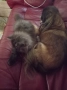 персийско коте продавам , снимка 4