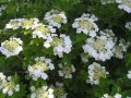 калина - червена  и жълта (viburnum opulus)  , снимка 3