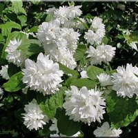 Филаделфус или още Булченски венец, Philadelphus Minnesota Snowflake, снимка 1 - Градински цветя и растения - 40394475