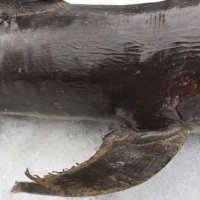 Риба Акула-Папие Маше 70 см, снимка 12 - Антикварни и старинни предмети - 44014780