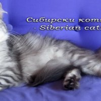 Сибирски котки - Siberian cats, заповядайте в страницата ни!