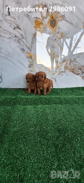 той пудел пуделче , снимка 1