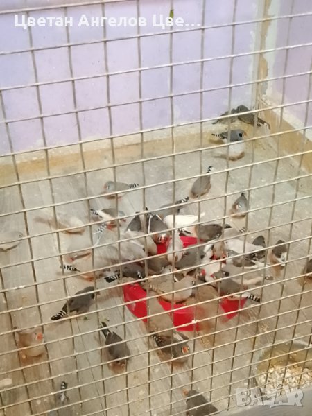 Продавам Зеброви амадини (финки), снимка 1