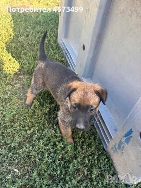 Белгийска овчарка - мъжко, снимка 1