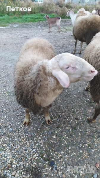 Свободен Асаф , близо до Попово област Търговище , снимка 1