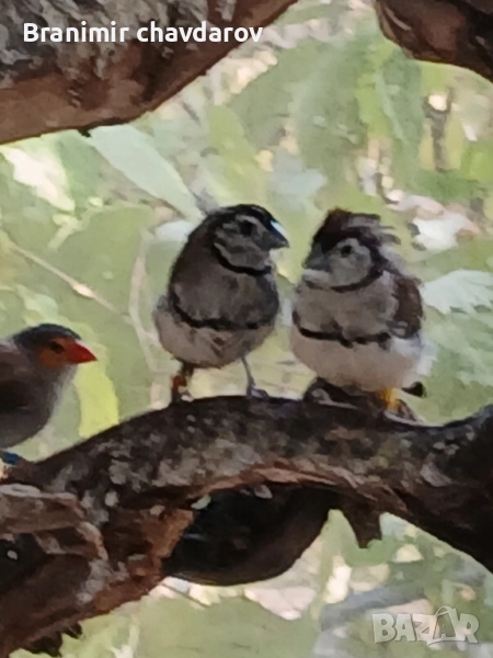 продавам амадини и диамантени гогутки, снимка 1