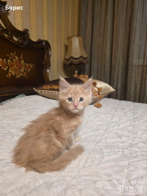 Мейн куун котета, снимка 1