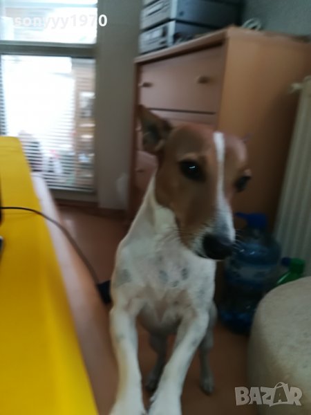 продаваме djack russell terrier 1306211747, снимка 1