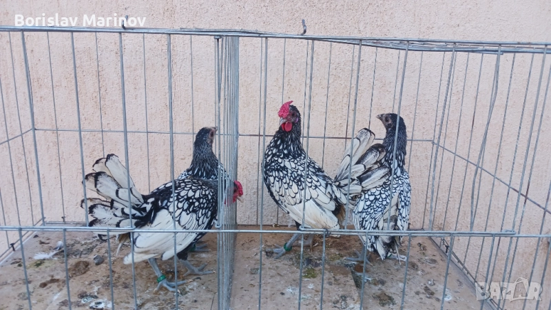 Продавам зибрайт, снимка 1