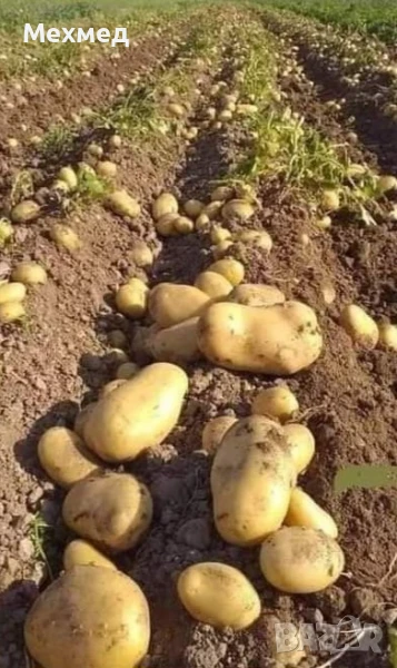 Картофи сорт Сорая , снимка 1