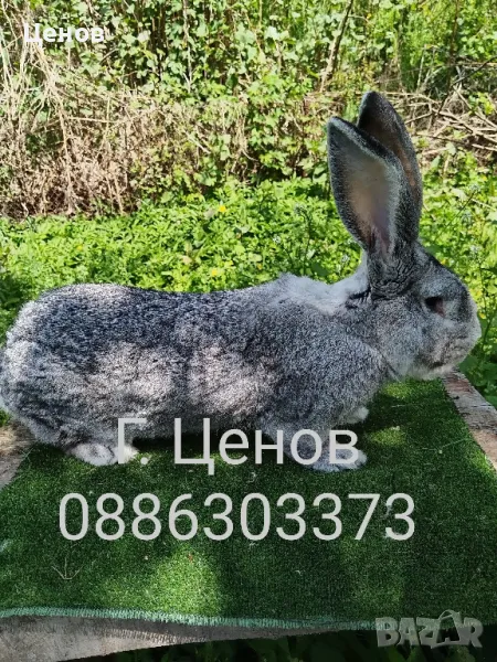 Чинчилови великани , снимка 1