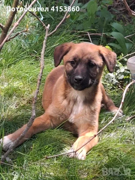 Подарявам кученца, снимка 1