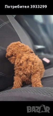 той пудел мини пуделче момче, снимка 4 - Пудели - 53531999