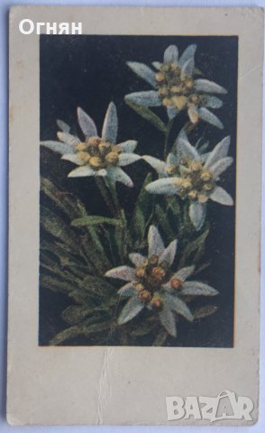 Стара цветна картичка Еделвайс