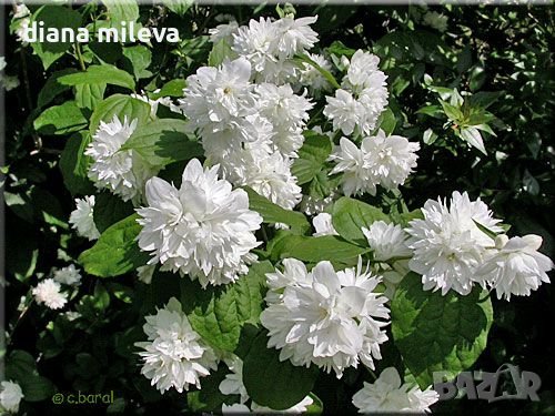 Филаделфус или още Булченски венец, Philadelphus Minnesota Snowflake