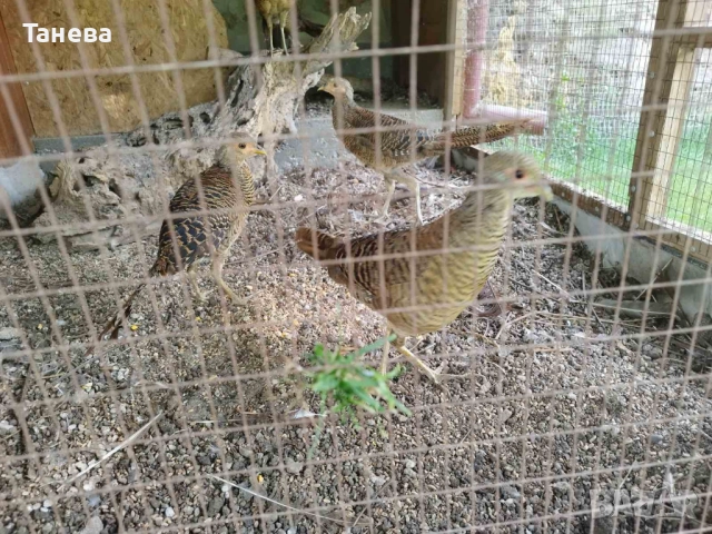 Фазани , снимка 2 - други­ - 51634285