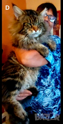 Уникални мейн куун дългокосмести котенца, снимка 6 - Мейн кун - 51780684