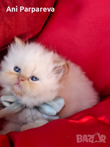 Хималайски  котенца, снимка 4 - Персийска - 52426633