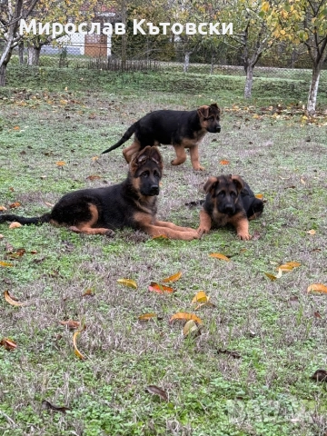 Елитни немски овчарки, снимка 6 - Немска овчарка - 51923395