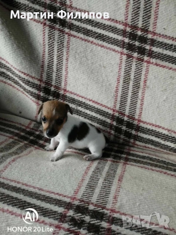 Продавам малки джак ръсел териери , снимка 3 - Джак ръсел териер - 52322833