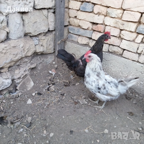 Шведски Исбар