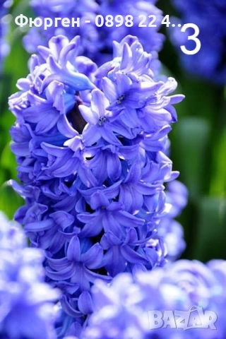 Луковици на Зюмбюл - 7 вида, снимка 3 - Разсади - 51456505