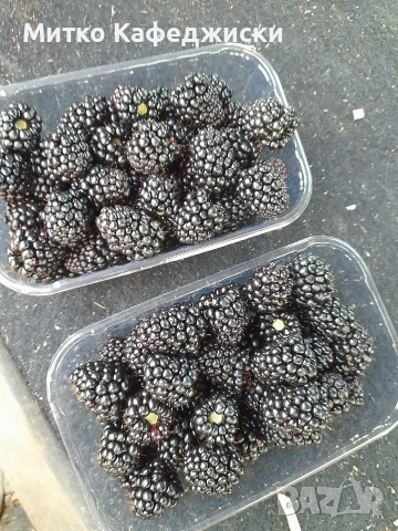 продавам разсад къпини, снимка 2 - Разсади - 52941781