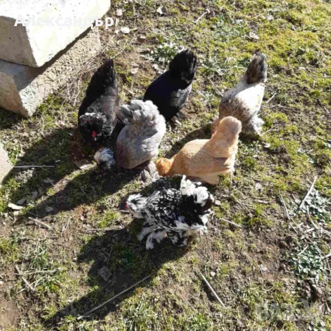 Струмски Бантам, снимка 10 - други­ - 49025276