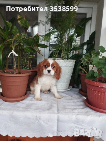 Кавалер Кинг Чарлз Шпаньол , снимка 2 - Кавалер кинг чарлз шпаньол - 52669127