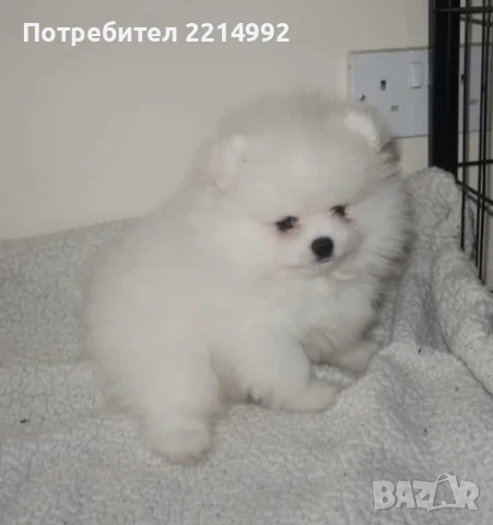 Померан момче и момиче, снимка 2 - Померан - 37814408