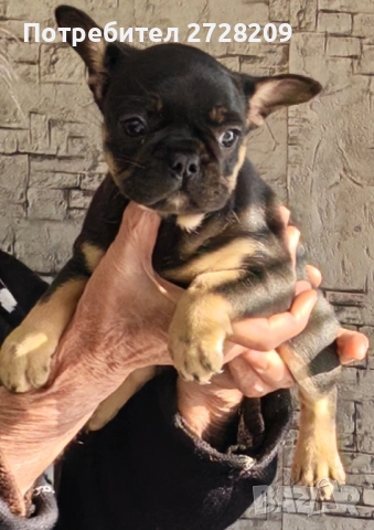Френски булдог/French Bulldog , снимка 12 - Френски булдог - 52929981