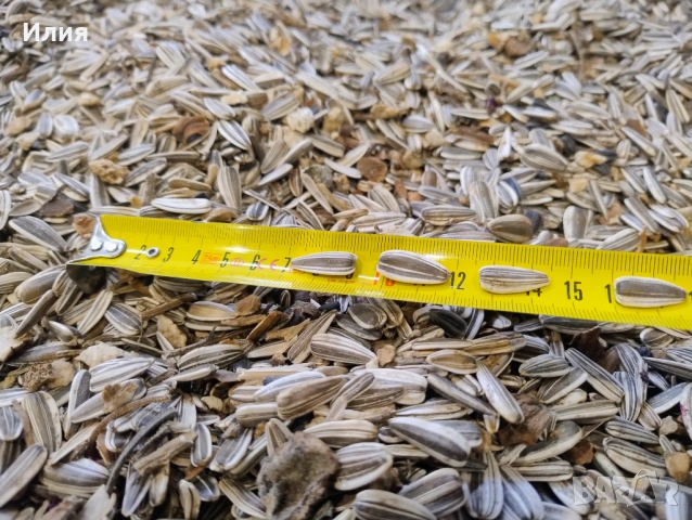 Продавам шарен слънчоглед за чоплене, снимка 2 - Други стоки за дома - 53473937