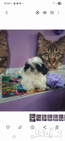 малка принцеса порода Ши тцу, снимка 2 - Ши Тцу - 53444041